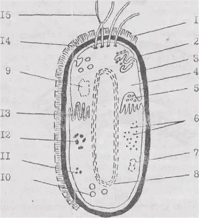 Рис. 2.2. Строение бактериальной клетки. Строение бактериальной клетки макет. Строение бактериальной клетки карандашом. Строение бактерии чб. Цитоплазматическая мембрана мезосомы