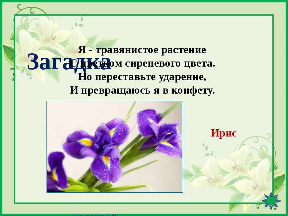 Загадки про цветы для дошкольников. Стихи и загадки о цветах. Загадка про ирисы. Загадки на тему цветы.