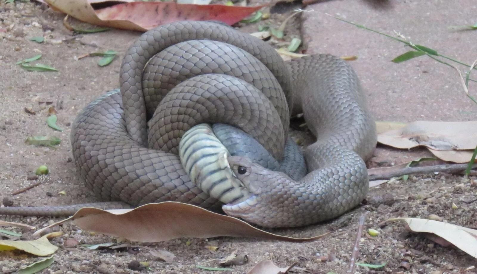 Thick snake. Змеи Королевская Кобра спаривание. Змеи переплелись.