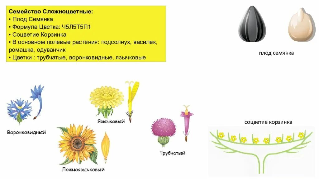 семейство сложноцветные формула цветка. диаграмма цветка сложноцветных растений. схема семейства сложноцветных астровые. формула цветка сложноцветных схема. сложноцветные диаграмма.