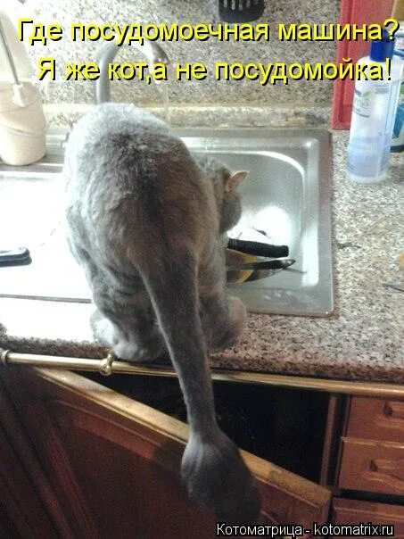 Идиотка. Да моя хозяйка. Моя хозяйка. Да моя хозяйка. Прикольные кухни.