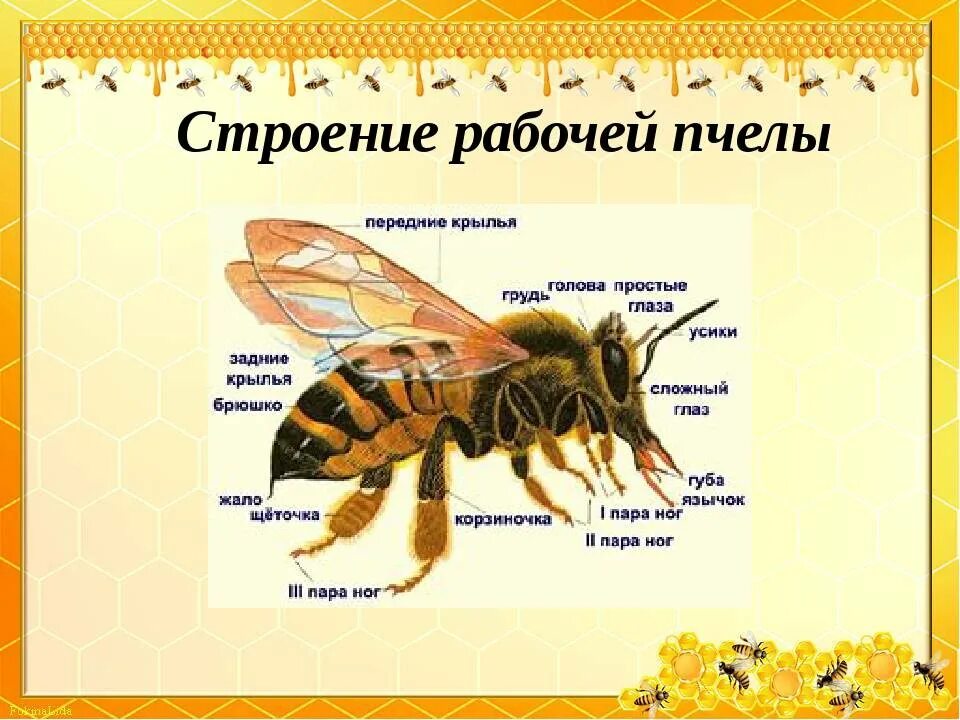 Анатомия пчелы медоносной. Внутреннее строение пчелы медоносной. Строение тела пчелы медоносной. Строение пчелы медоносной.