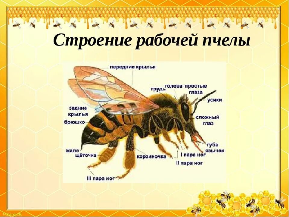 Сколько лап у пчелы. Строение тела пчелы медоносной. анатомия пчелы медоносной. внутреннее строение пчелы медоносной. отряд перепончатокрылые пчела медоносная.