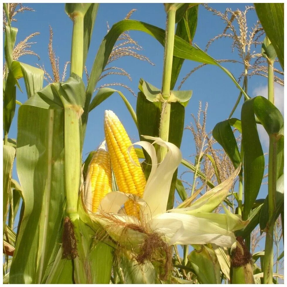 Фото кукурузы. Гибрид кукурузы кр315мв. Кукуруза злак. Кукуруза злаковое растение. Кукуруза поле початки.