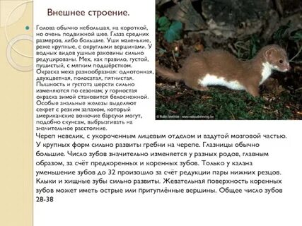 Вид семейства куньих отряд хищных