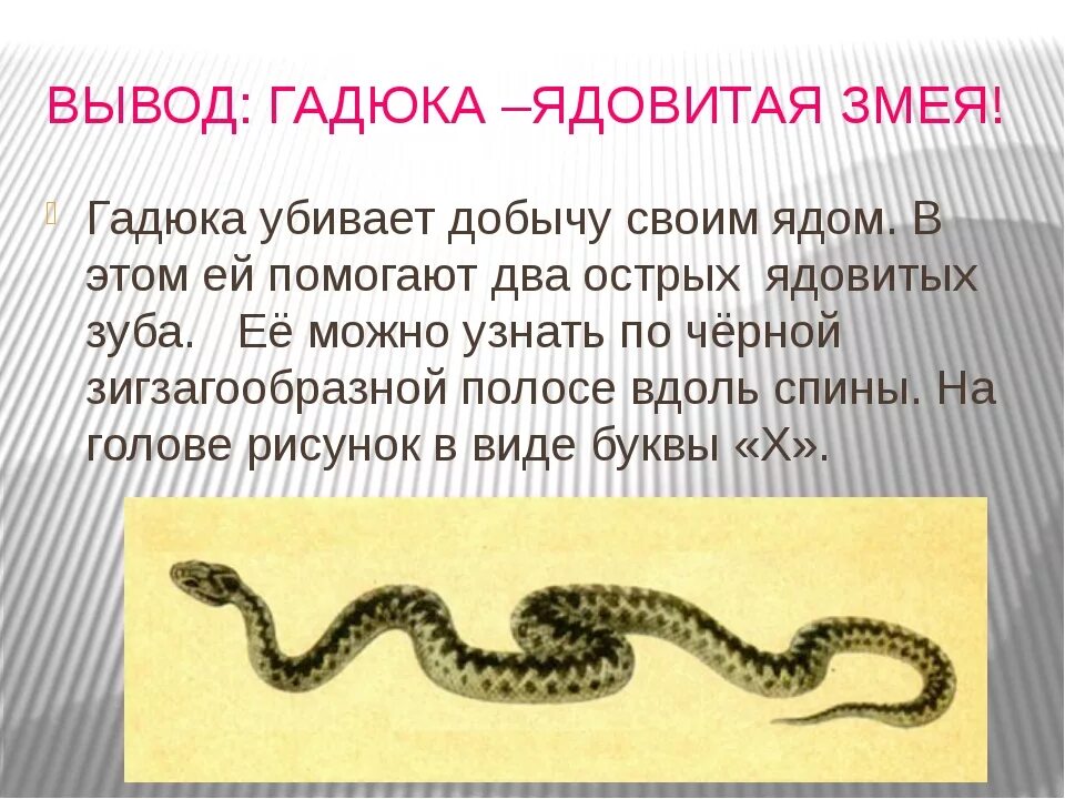 Гадюка окружающий мир 2 класс. Гадюка узор на голове. Змея с черной полосой вдоль спины.