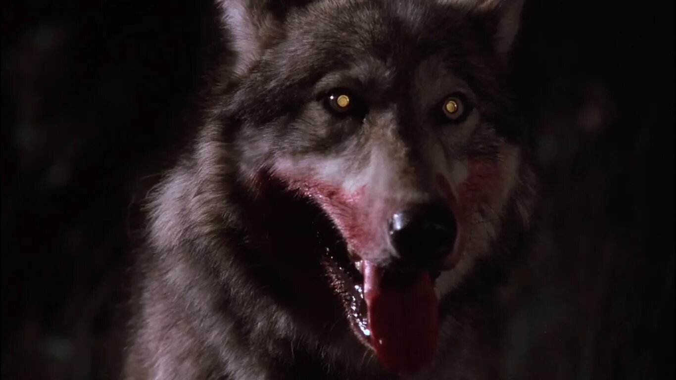 Черный Вольф Вольф человек волк. Окровавленная пасть волка. Включи картинки злой