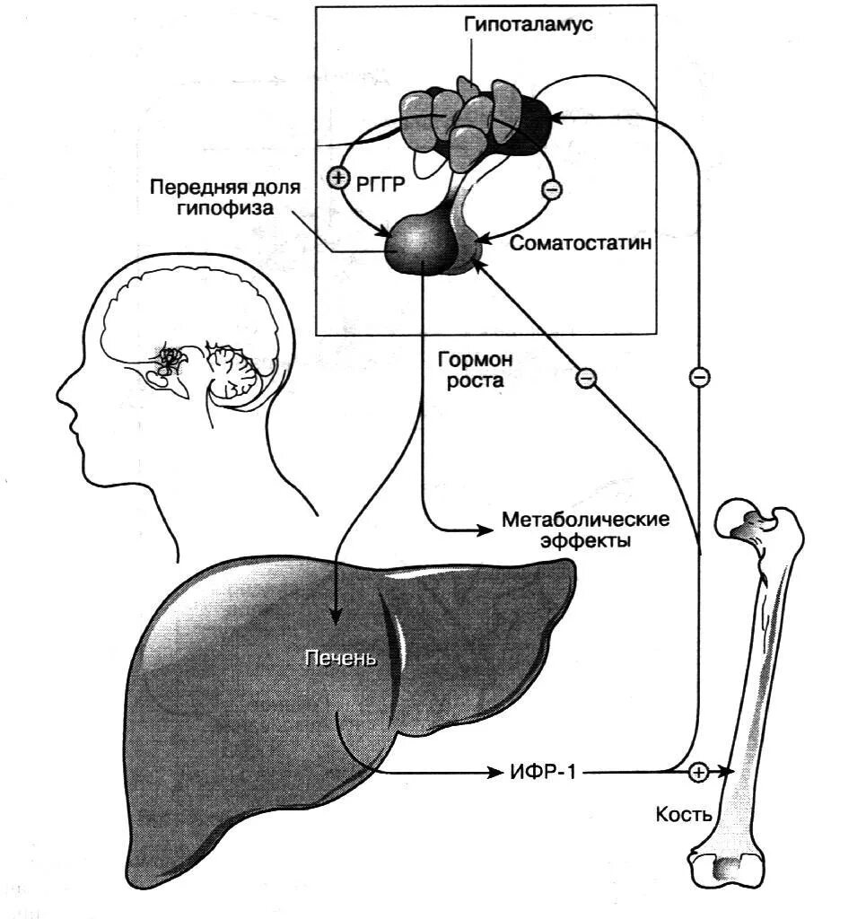 Гипофиз роста. Регуляция секреции гормонов гипофиза. Регуляция секреции СТГ. Регуляция секреции соматотропного гормона. Механизм действия соматотропного гормона схема.