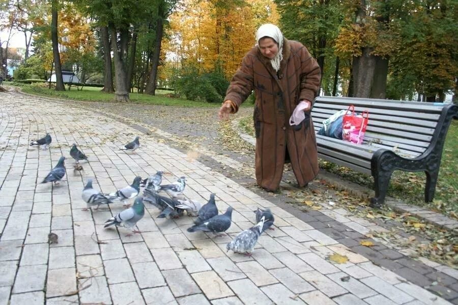 Голуби в парке. Голубь на скамейке. Голуби в парке и люди. Бабушка кормит голубей.