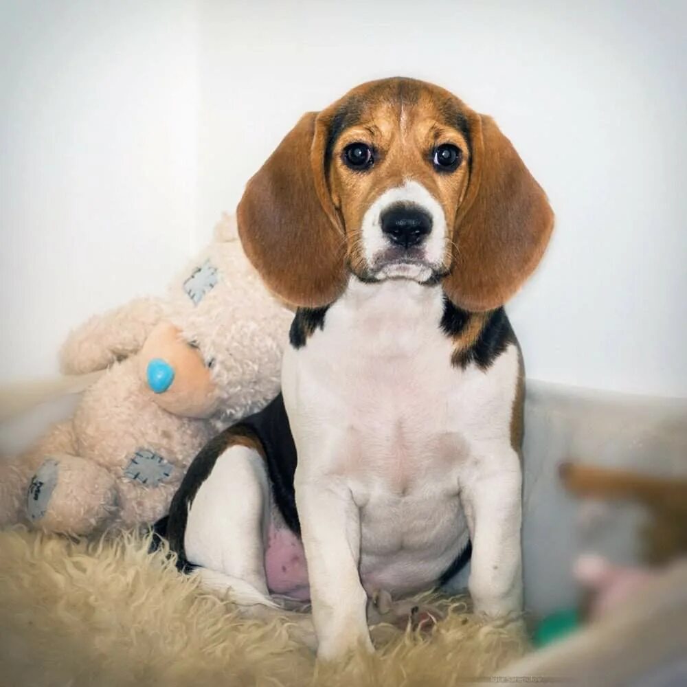 порода собак бигль. порода собак бигль. короткошерстные собаки бигль. бигль. породы для квартиры и детей.