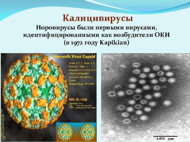 Норовирус возбудитель. Вирус Норуолк. Вирусы семейства Caliciviridae. Возбудители вирусных кишечных инфекций.