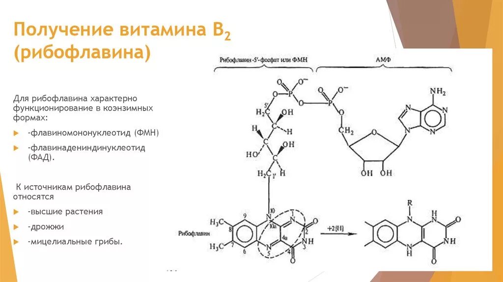 Биосинтез витаминов. Технологическая схема получения витамина в2. Схема получения витамина в2. Синтез рибофлавина схема. Биосинтез витамина в12 схема.