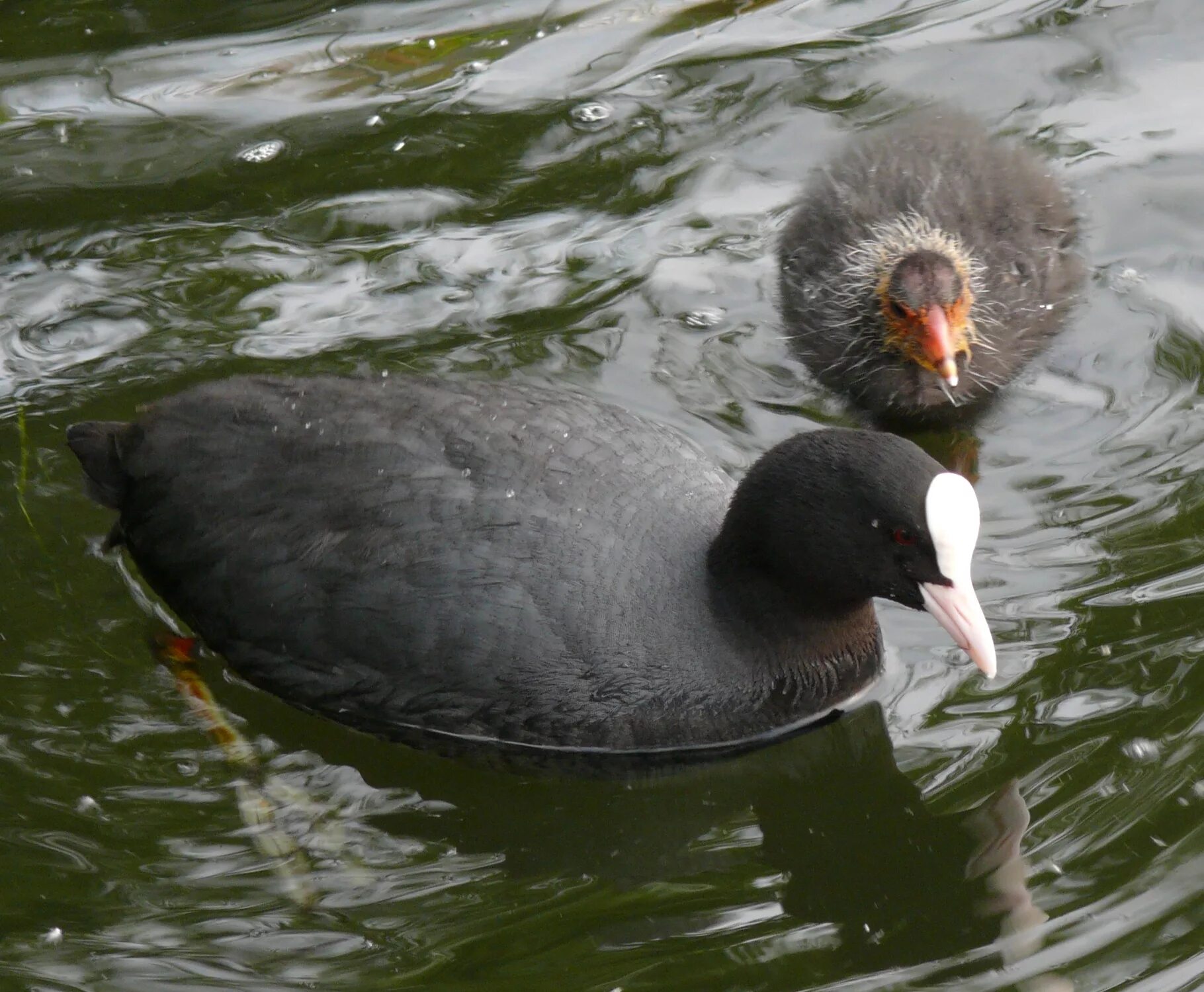 Американская лысуха (fulica americana). Лысуха хохлатая. Водоплавающая птица с белым лбом. Лысуха хохлатая. Водоплавающая птица с белым лбом.