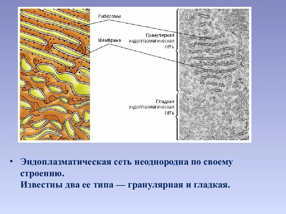 Канал эндоплазматической сети