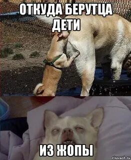 Собака уходи