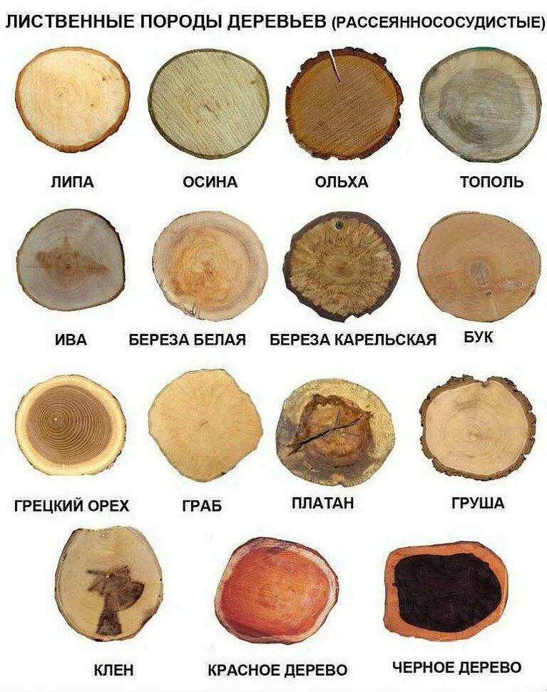 Определение дерева по фото Определение дерева по фото