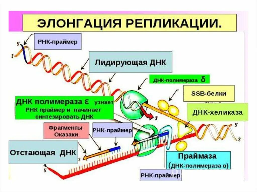 Проблема концевой репликации. ДНК полимераза репликация ДНК. Концевая недорепликация ДНК. РНК праймер в репликации ДНК. Репликация в биологии