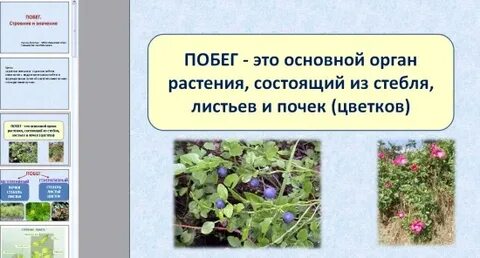 Сочинение на тему побег
