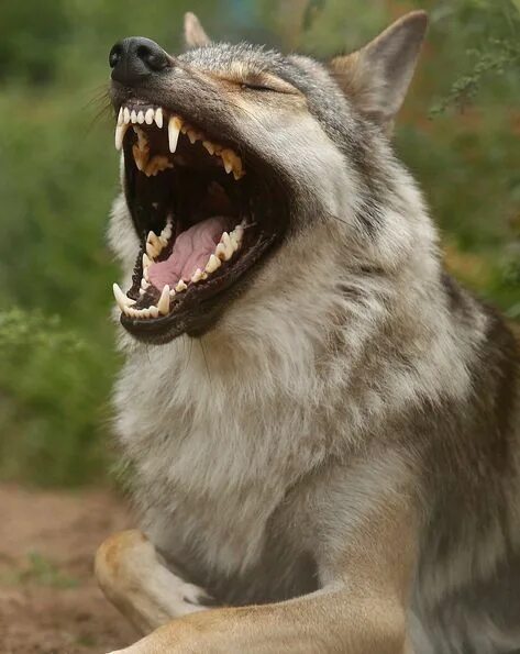 Пин на доске Canine Волчак, Фотографии животных, Черные волки