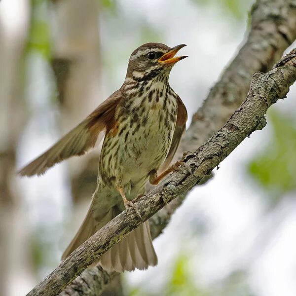 птицы в ханты-мансийске. зимующие птицы югры. белобровик рябинник. птицы хмао. птицы югры.