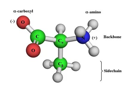 Amino acid