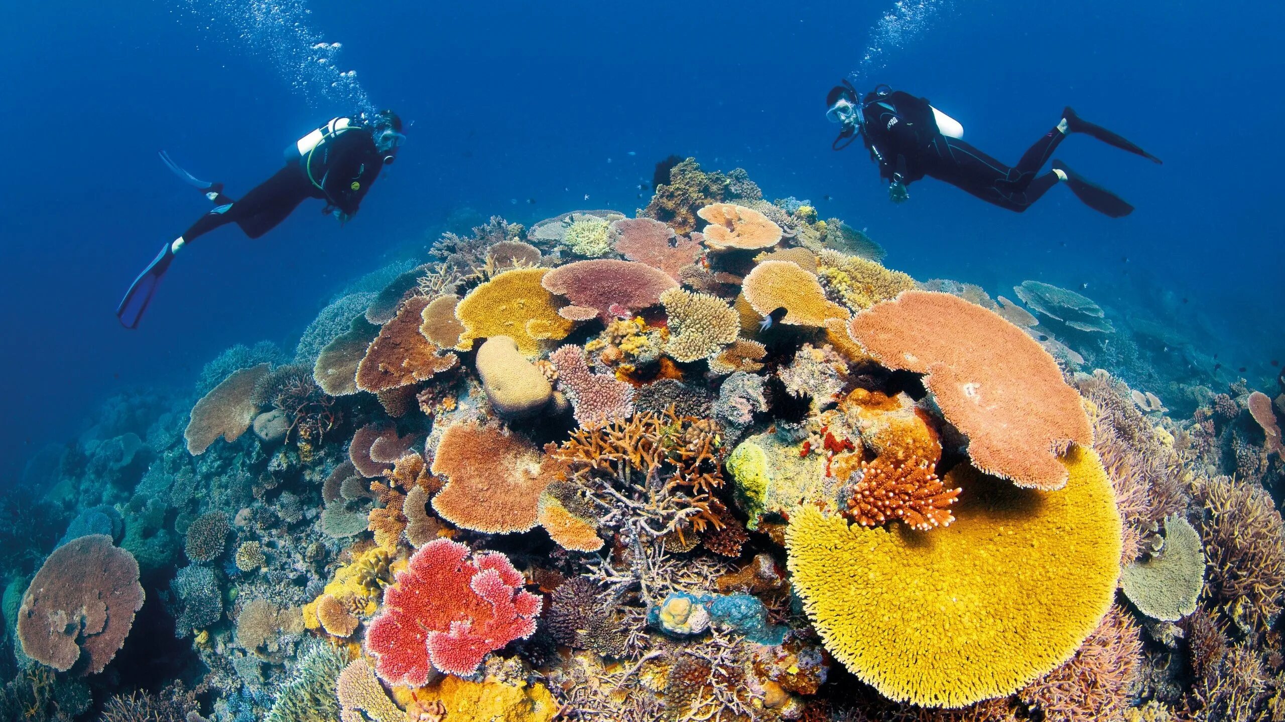 Reef tourism. Большой Барьерный риф. Барьерный риф в Австралии. Коралловые рифы большой Барьерный риф. Большой коралловый риф в Австралии.