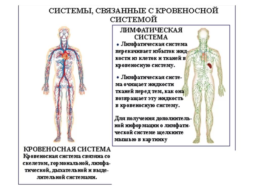 Лимфатическая система связь с кровеносной системой. Строение кровеносной и лимфатической системы человека. Строение лимфатической системы человека таблица. Взаимосвязи кровеносной кроветворной и лимфатической систем.