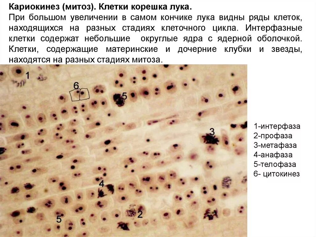 Клетки печени мыши. Цитокинез и кариокинез.