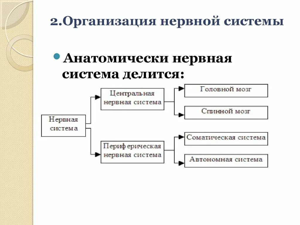 Организация нервной системы. Анатомическая нервная система делится на. Центральная нервная система делится на. Организация нервной системы на макроуровне..