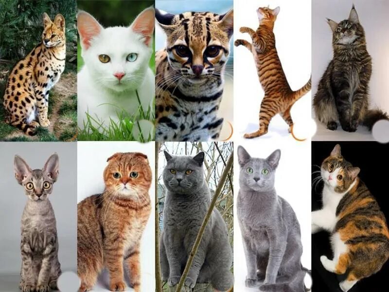 Разные кошки. Породистые кошки. Породы кошек с фотографиями. Разнообразие пород кошек.