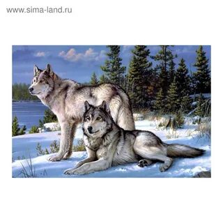 Номер волка