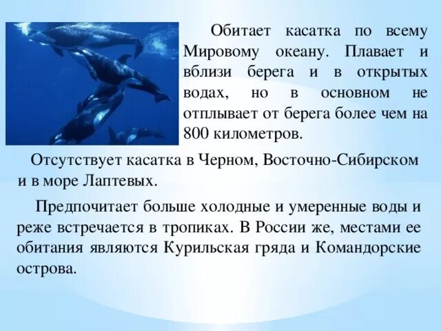 Касатка доклад. Касатка описание. Касатка презентация. Касатка место обитания. Касатка фото и описание.