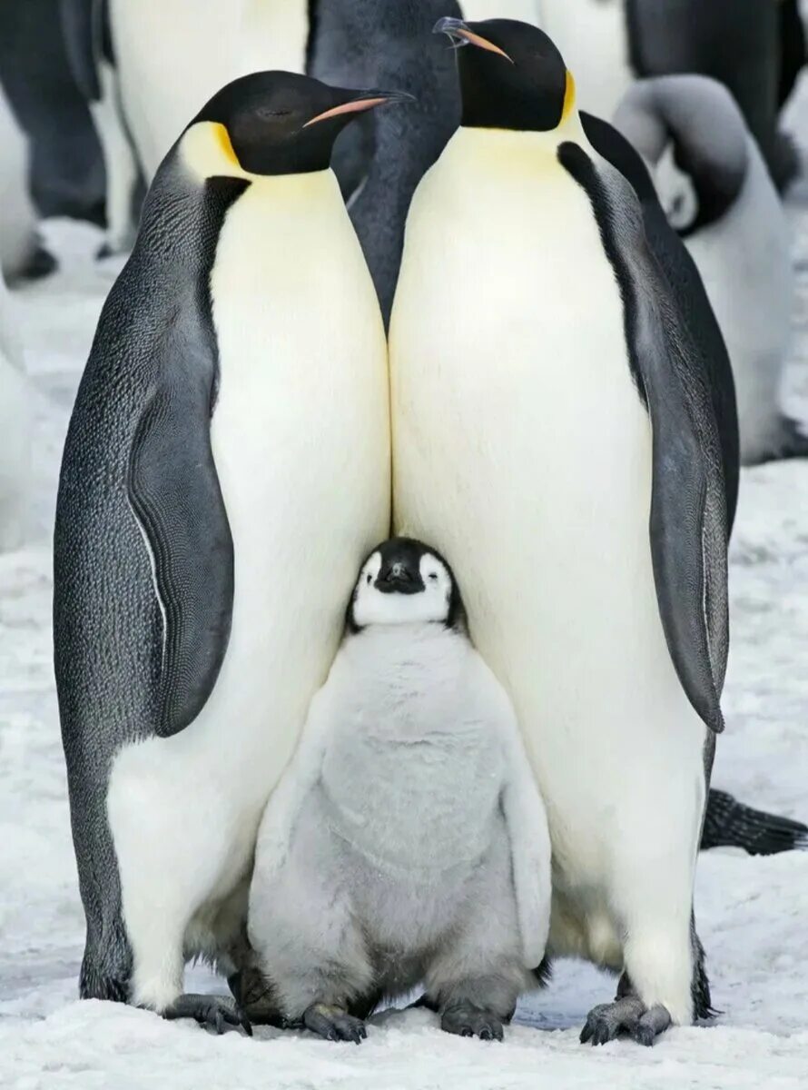 Где живет императорский пингвин. Императорский Пингвин в Антарктиде. Детёныш королевского пингвина. Антарктический Императорский Пингвин. Птенец Императорского пингвина.