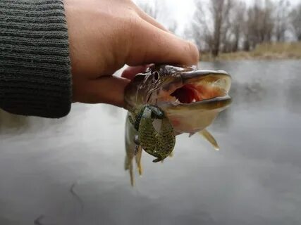 Река приманка