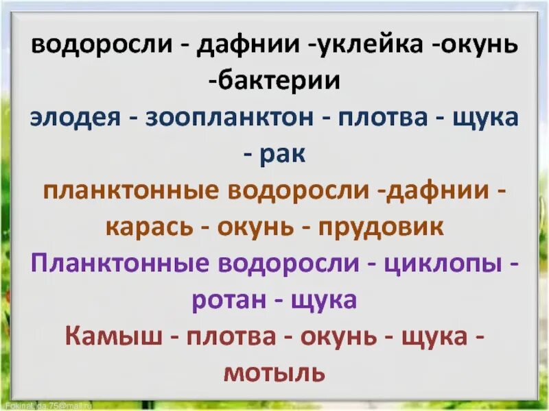 Прудовик цепь питания. Элодея прудовик цепь. Цепочка питания с Элодея и прудовик. Пищевая цепочка дафния. Элодея прудовик