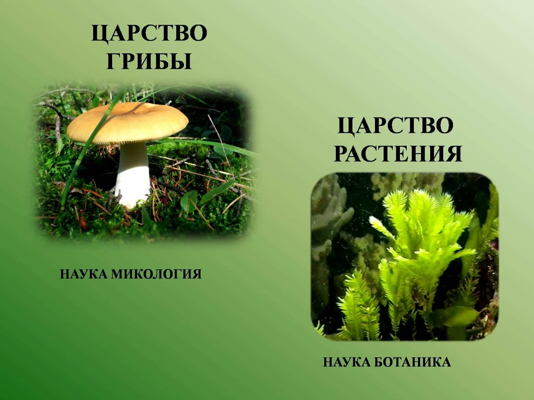 Наука про грибы. Царство грибов. Микология царство грибов. Царство растений микология. Биология наука о живой природе.