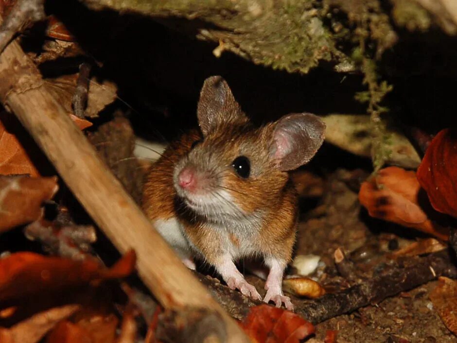Мыши живущие в лесу. Желтогорлая Лесная мышь. Крымская мышь полевка. Малая Лесная мышь Sylvaemus uralensis.