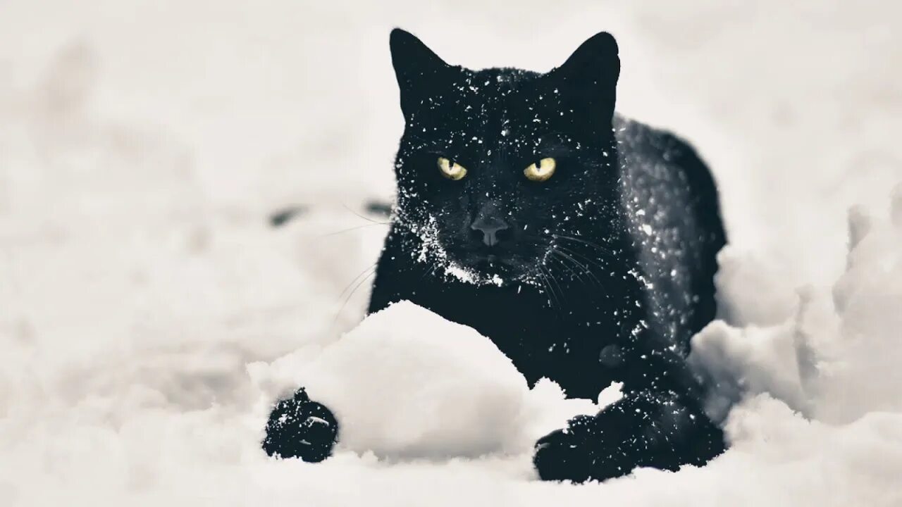 белый снег на черном. черный снег. зима чёрный снег. черная кошка на фоне снега. включи черным снегом.