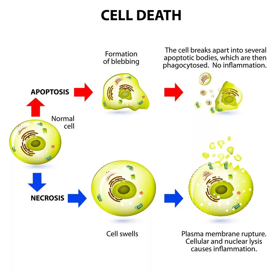 Апоптоз блеббинг. Apoptosis scheme. Процесс происходящий в клетках при некрозе. Апоптоз и некроз.