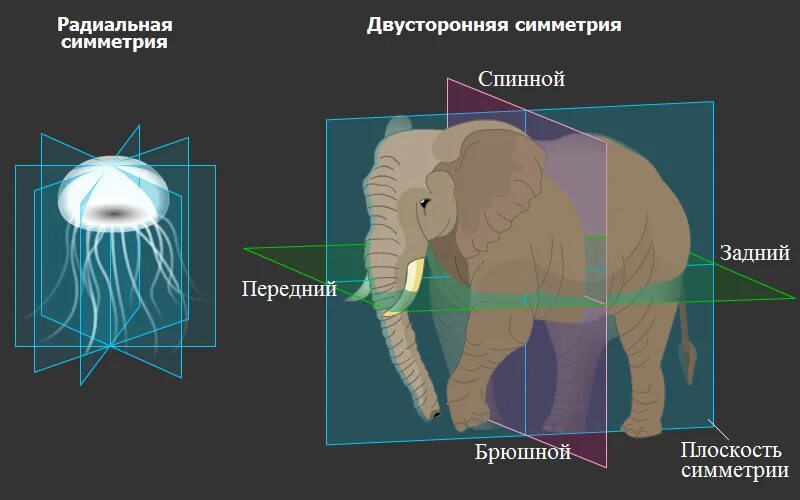 Тип симметрии животного радиальную. Радиальная и двусторонняя симметрия. Билатеральная и радиальная симметрия. Животные с двусторонней симметрией тела. Двусторонняя (билатеральная) симметрия.