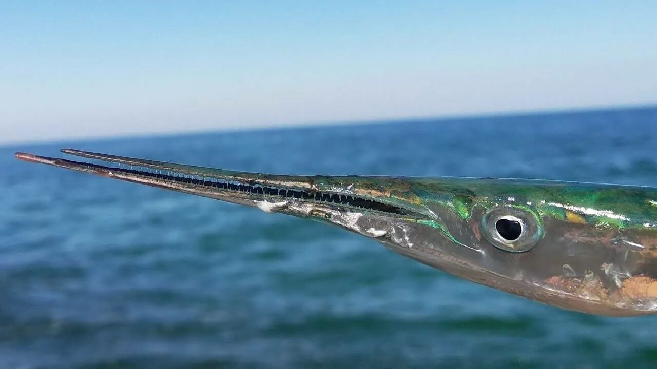 Рыба игла черное море сарган. Сарган черноморский рыба. Черноморская рыба игла сарган. Рыба игла черное море сарган. Сарган рыба в черном море.