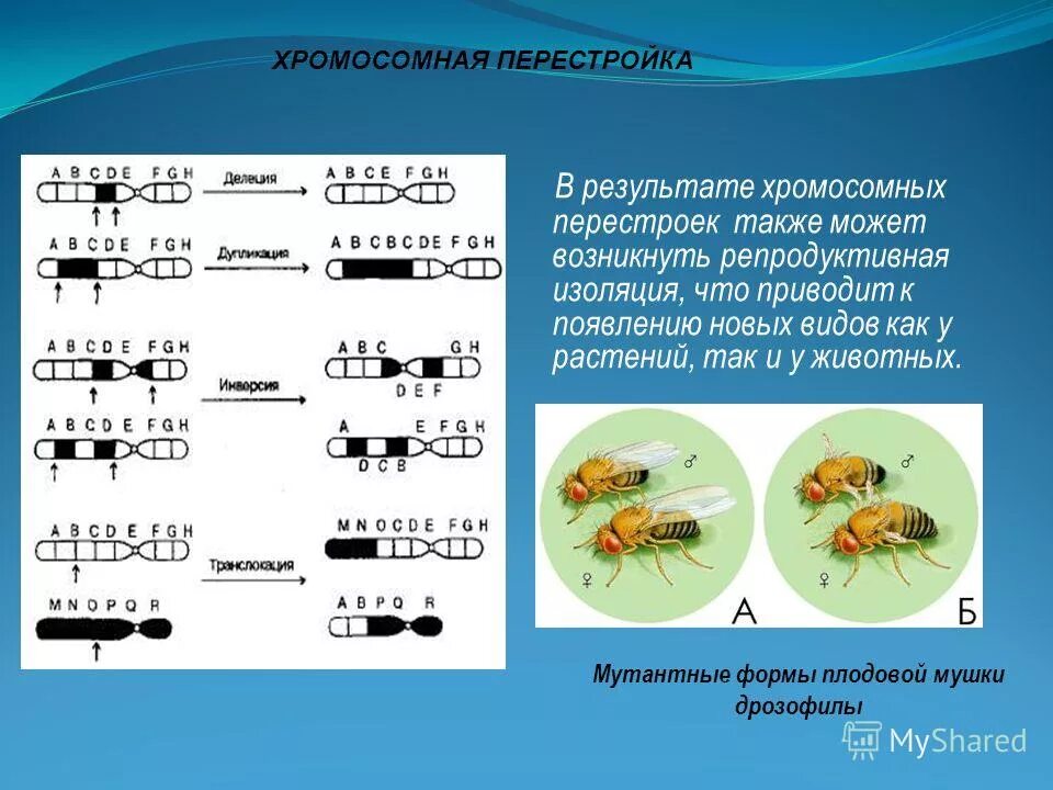 Процессы видообразования микроэволюция. Хромосомные мутации у животных. Микроэволюция экологическое видообразование. Роль хромосомных мутаций в эволюционном процессе.