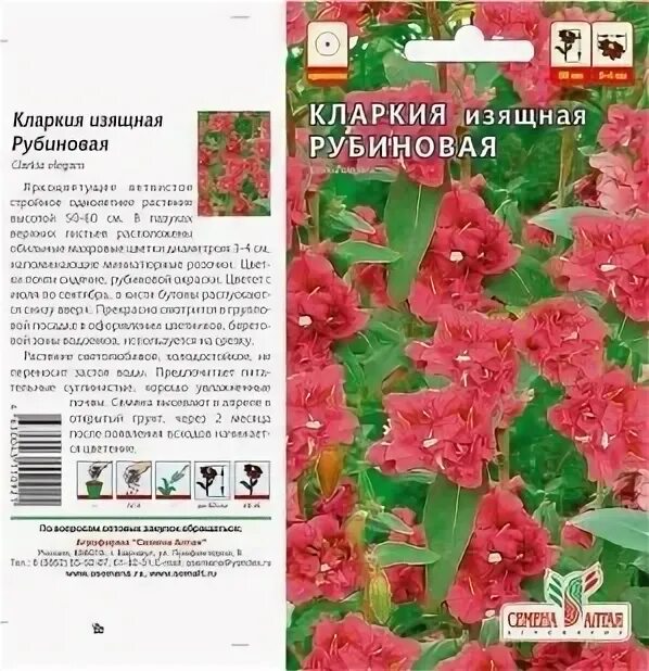 Кларкия Рубиновая. Кларкия Рубиновая изящная /сем. Алт./ 0,2 Г. Кларкия изящная Рубиновая. Кларкия цветок фото и описание