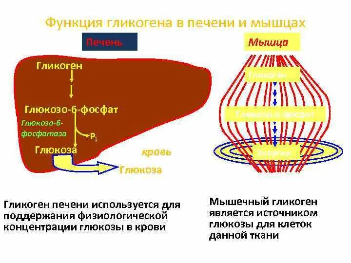 Гликоген образуется в печени. Гликоген биология роль. Роль гликогена в организме человека кратко. Гликоген печени и гликоген мышц. Строение и роль гликогена в печени и мышцах.