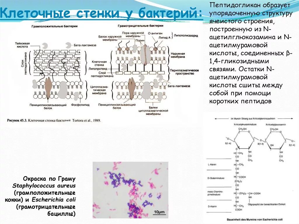 Пептидогликан клеточной стенки бактерий. Строение пептидогликана клеточной стенки бактерий. Пептидогликан в составе клеточной стенки. Структура клеточной стенки пептидогликан. Клеточная стенка окраска