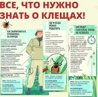 Чем обработать весной от клещей