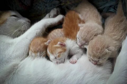 Кормящая кошка во сне женщине