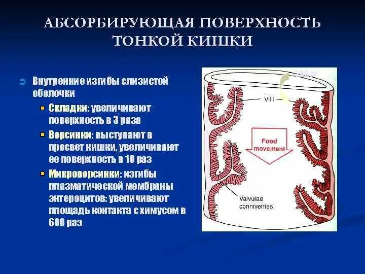 Внутренняя поверхность кишечника. Абсорбирующая единица тонкой кишки. Образования слизистой оболочки тонкой кишки. Поверхность тонкого кишечника.