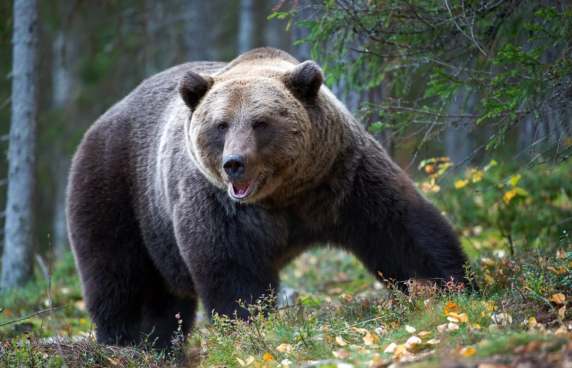 Бурый медведь в тайге. Сибирский бурый медведь. Таежный бурый медведь. Бурый медведь Алтайского края.