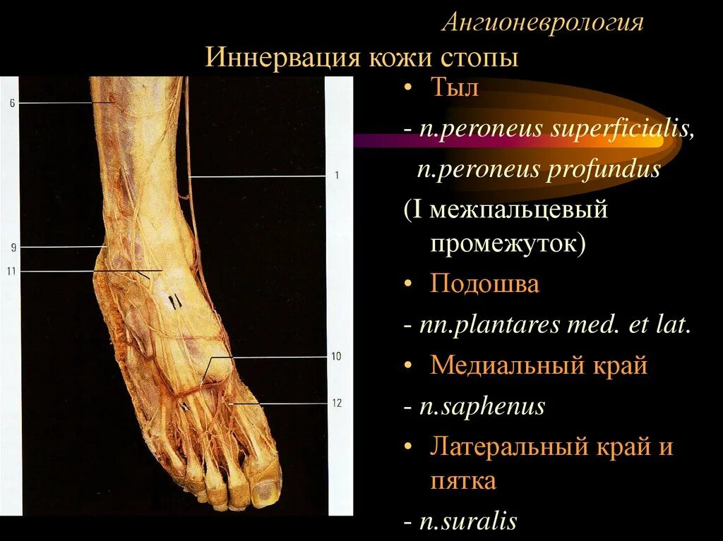 Кожно нервные. Кровоснабжение и иннервация тыла стопы. Кожу медиального края стопы иннервирует. Кожу первого межпальцевого промежутка стопы иннервирует нерв. Иннервация кожи тыла стопы.